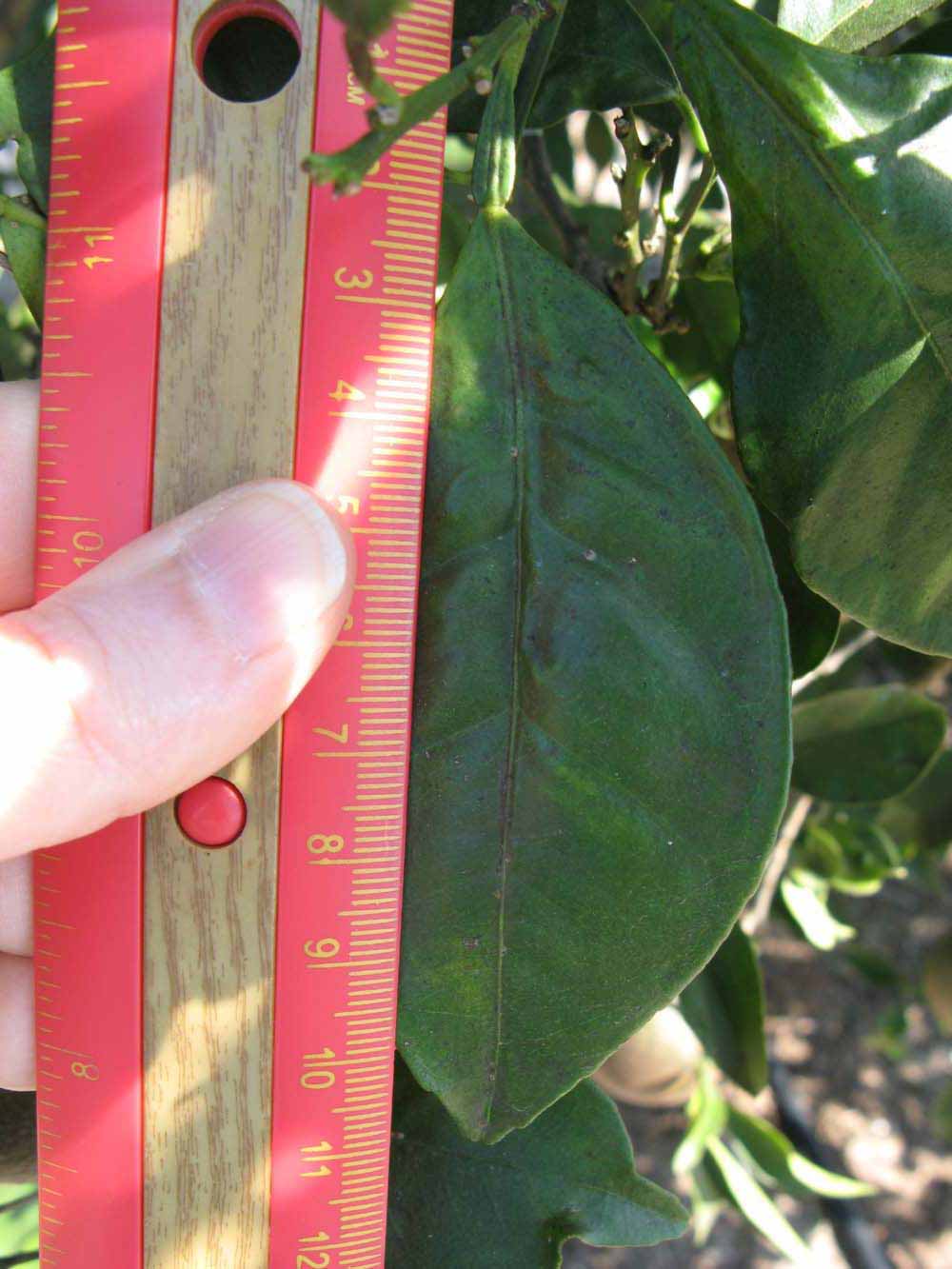              Unifoliolate leaf (Winter Haven, FL)       